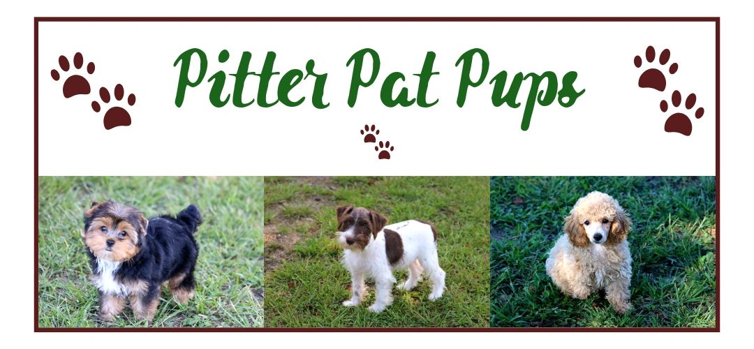 Pitter Pat Pups